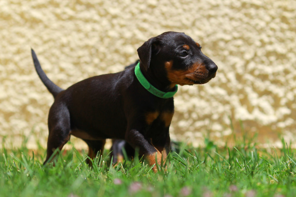 Manchester terrier