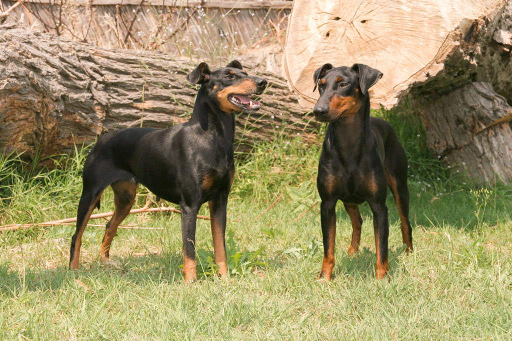 Manchester terrier