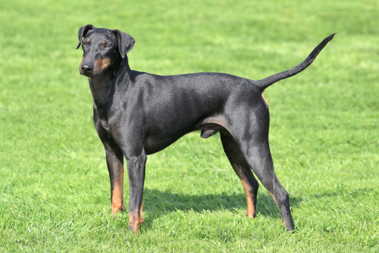 Manchester terrier