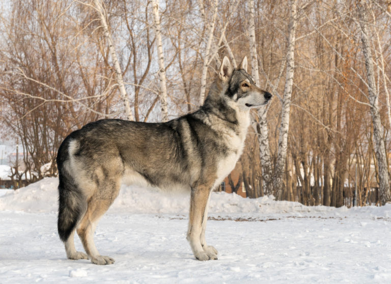 Perro lobo de Saarloos