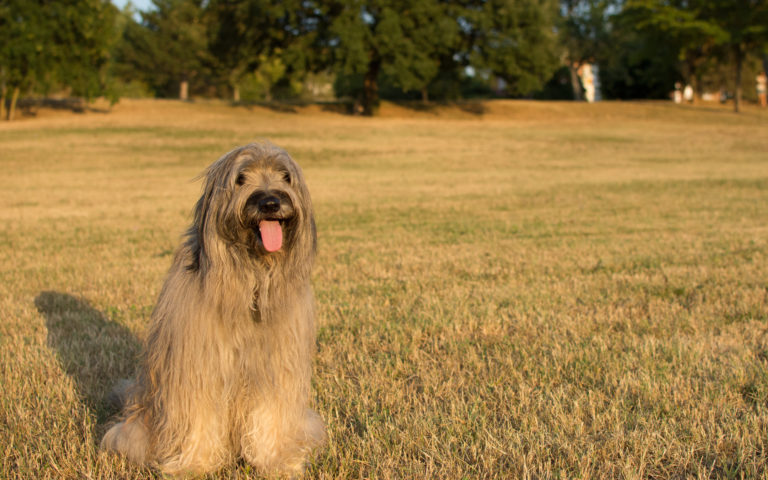 Perro pastor catalán