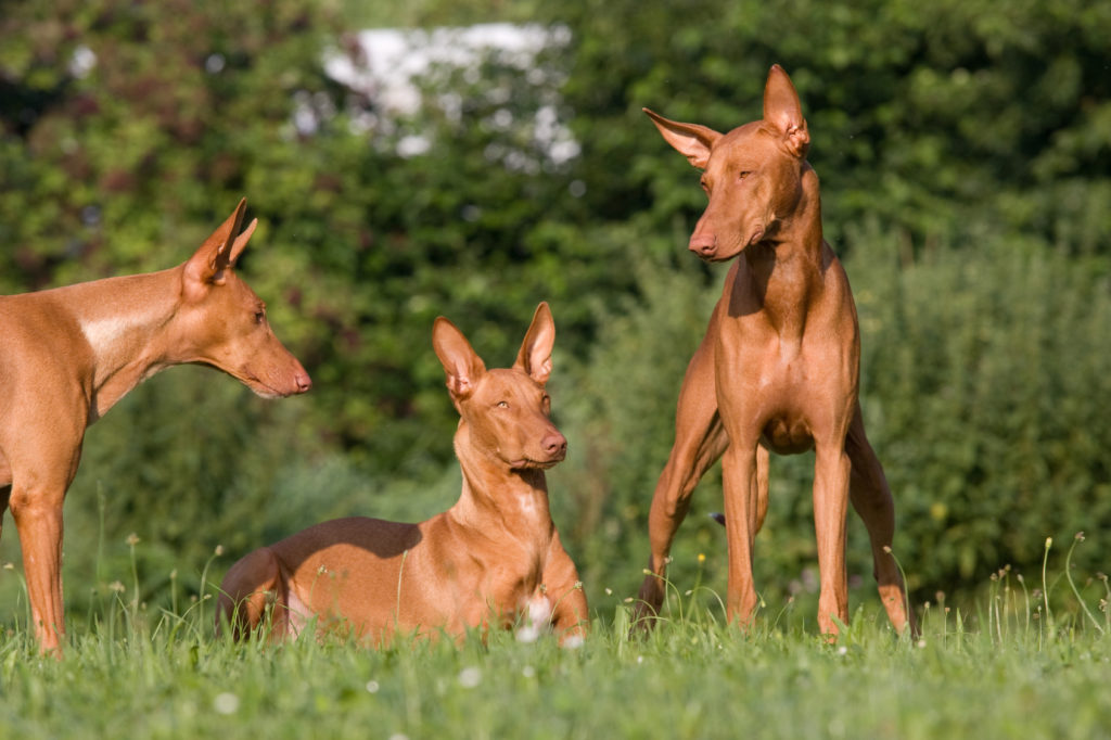 Pharaoh hound (perro del faraón)