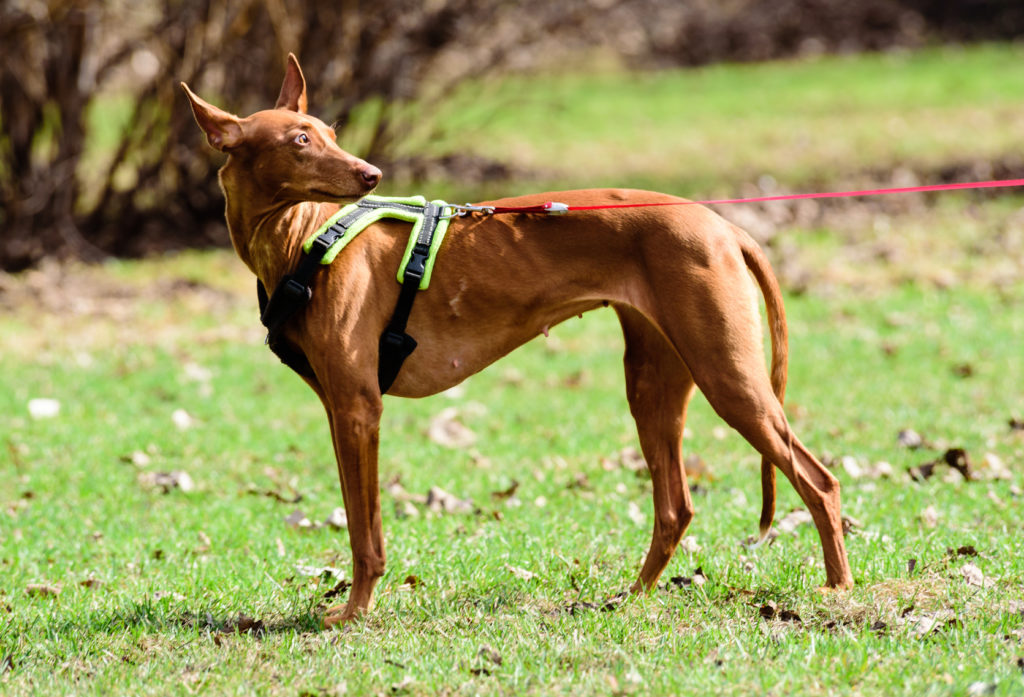 Pharaoh hound (perro del faraón)