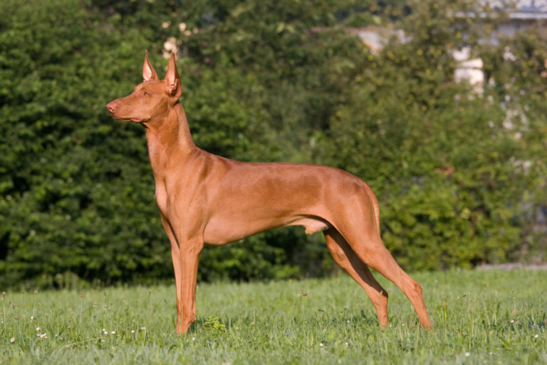 Pharaoh hound (perro del faraón)
