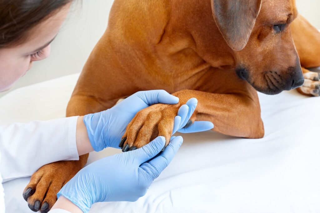 Pododermatitis en perros