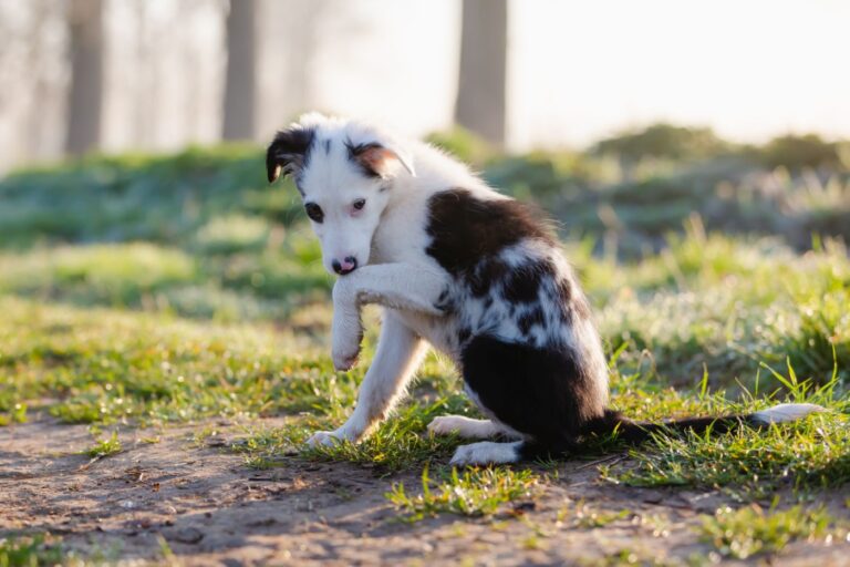 Pododermatitis en perros