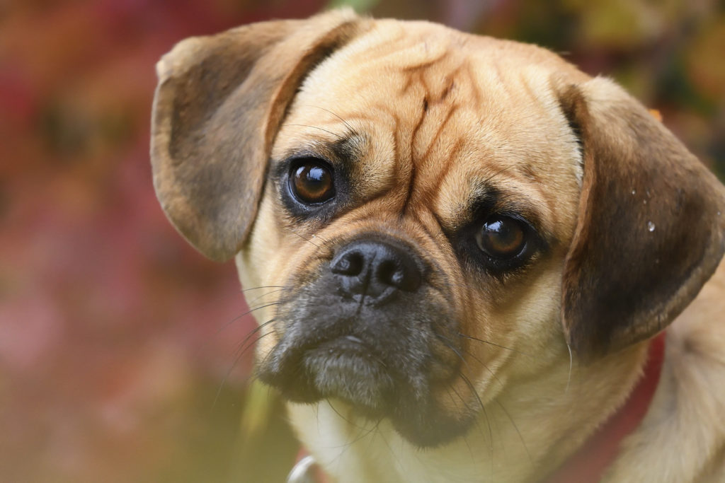 Puggle