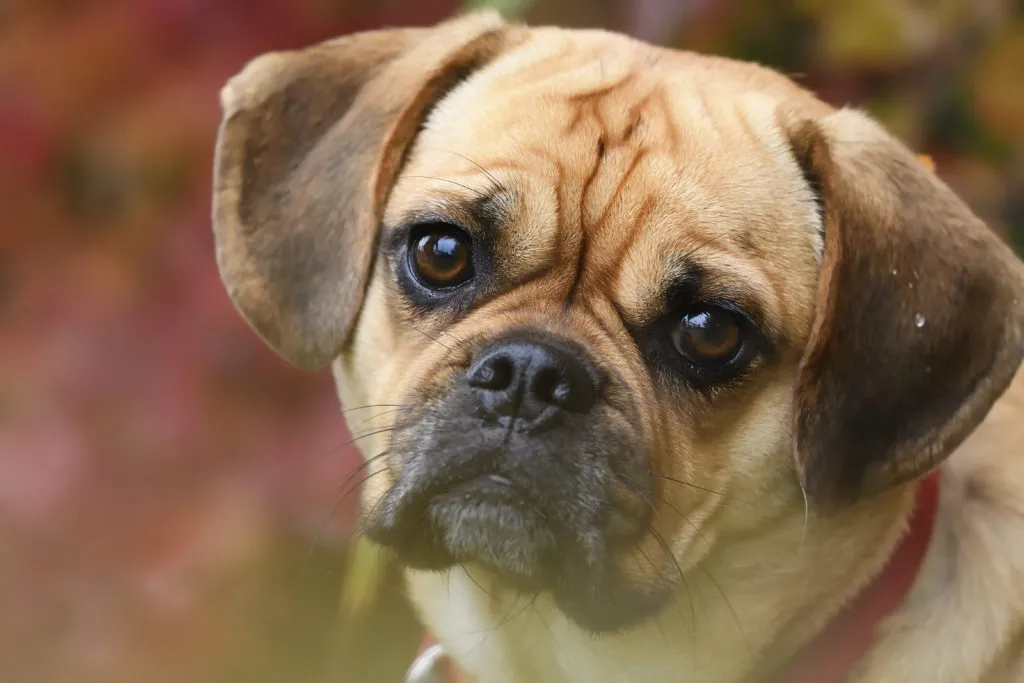 Puggle