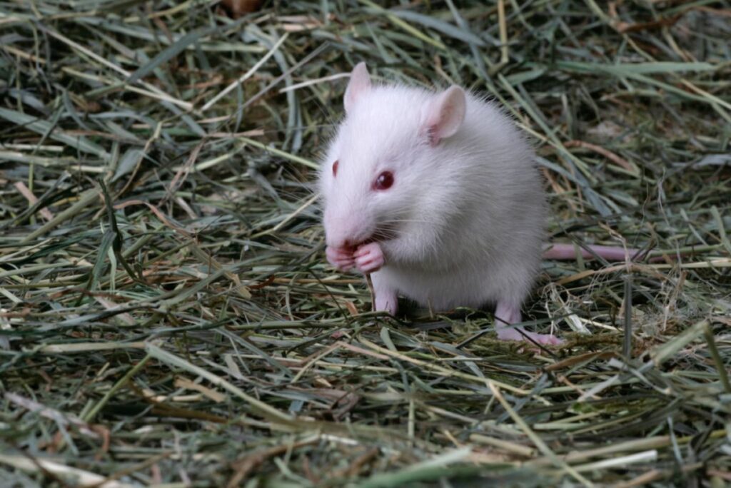 Ratón doméstico (Mus musculus domestica)