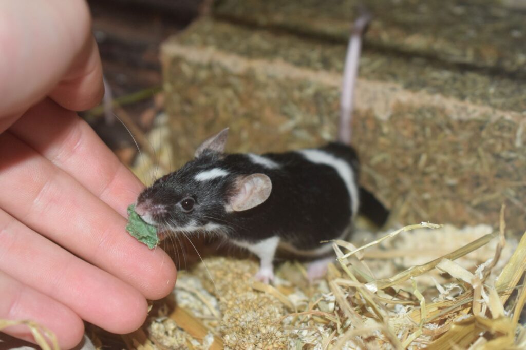 Ratón doméstico (Mus musculus domestica) Ratón doméstico (Mus musculus domestica)