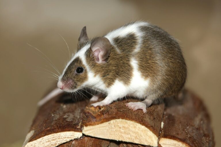 Ratón doméstico (Mus musculus domestica)