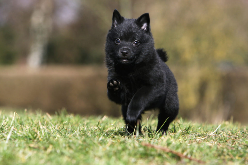 Schipperke