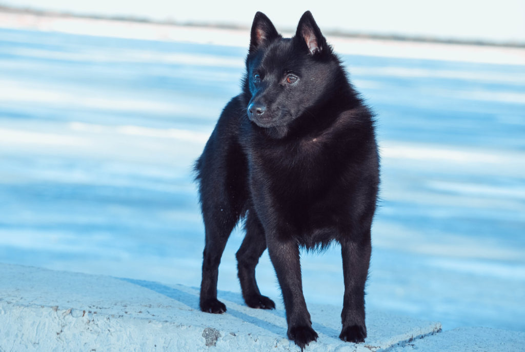 Schipperke