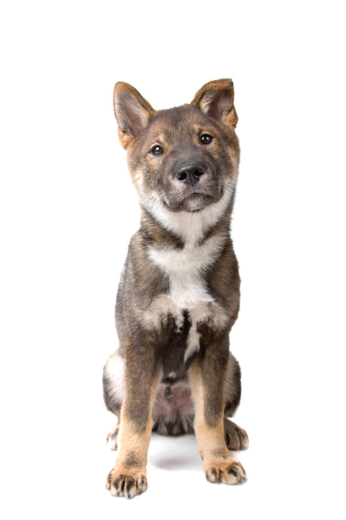 Shikoku 2 Shikoku