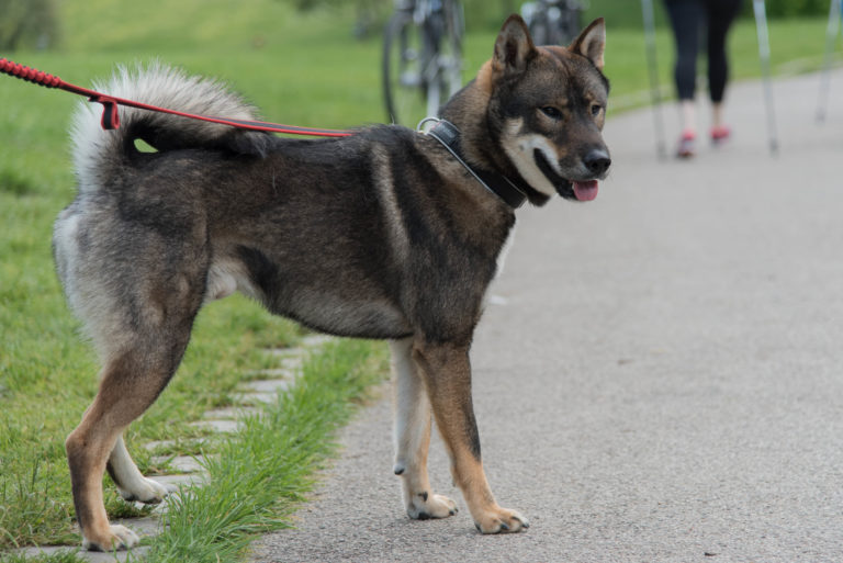 Shikoku Shikoku