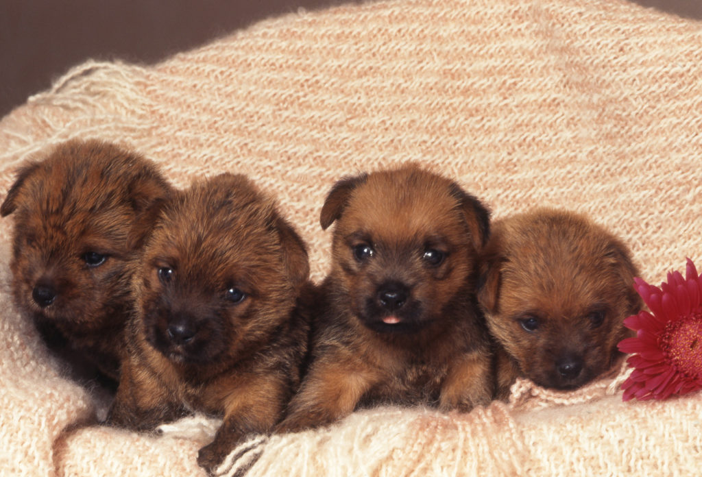 Terrier de Norfolk