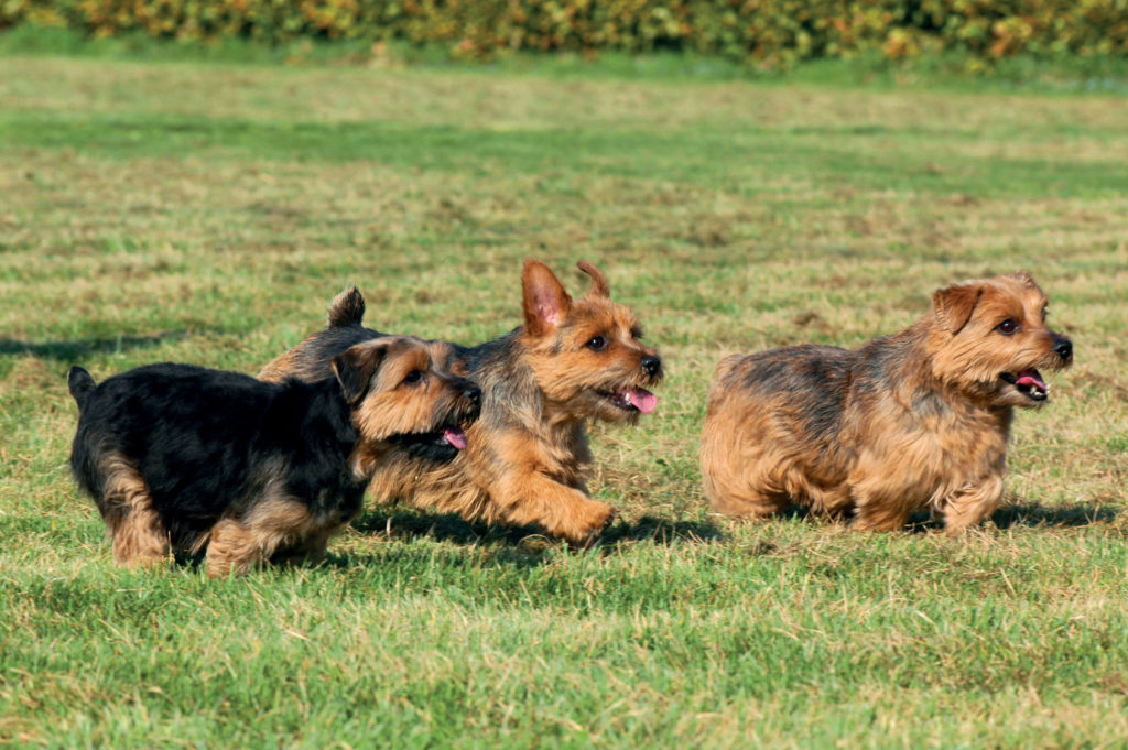 Terrier de Norfolk 2 Terrier de Norfolk