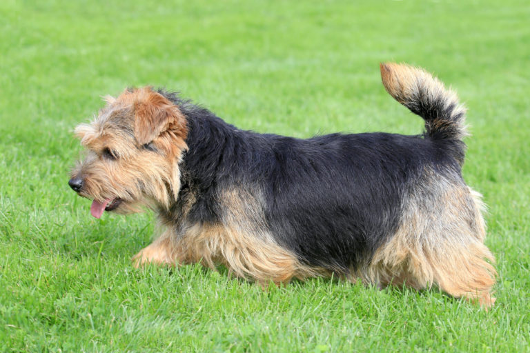 Norfolk Terrier Terrier de Norfolk