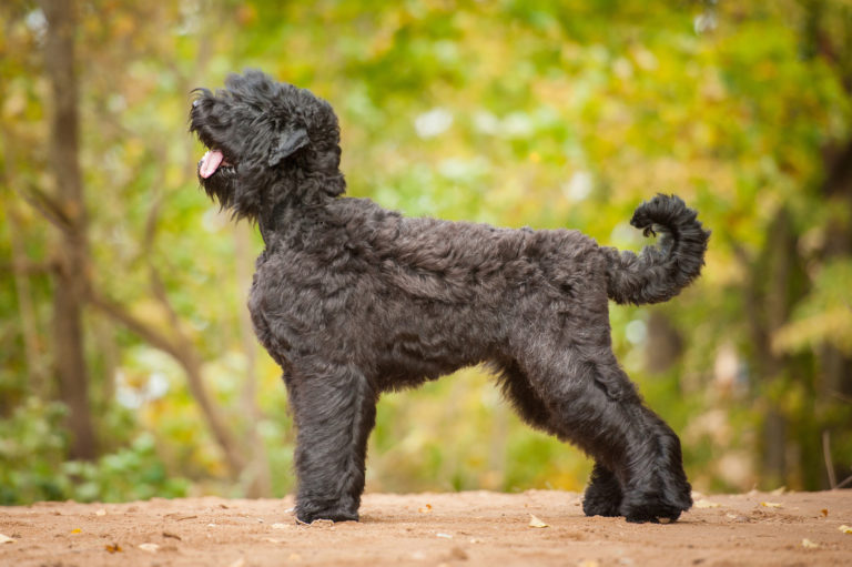 Terrier ruso