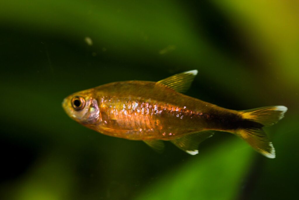 Tetra cobre