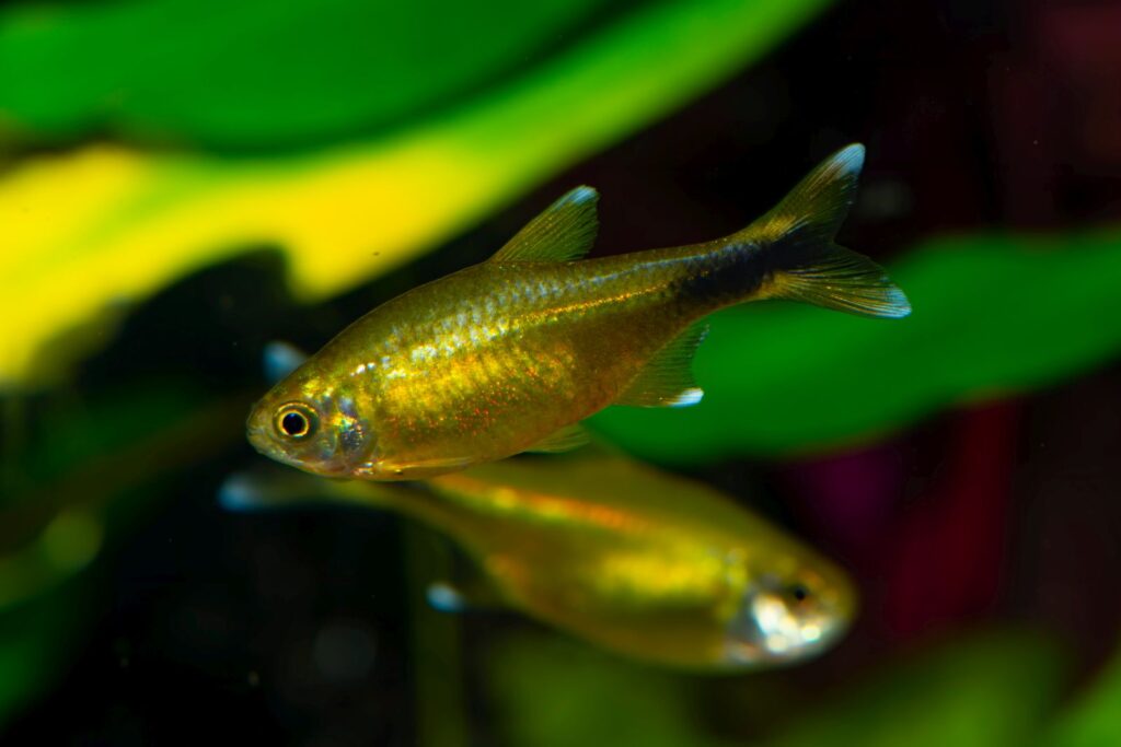 Tetra cobre