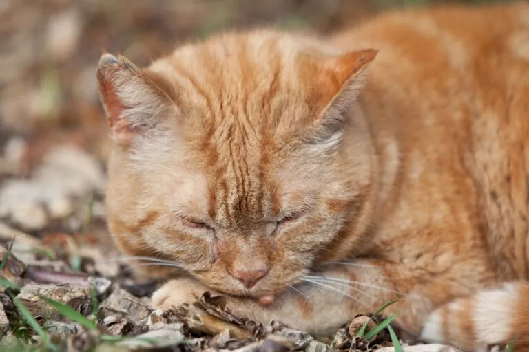 Verrugas en gatos