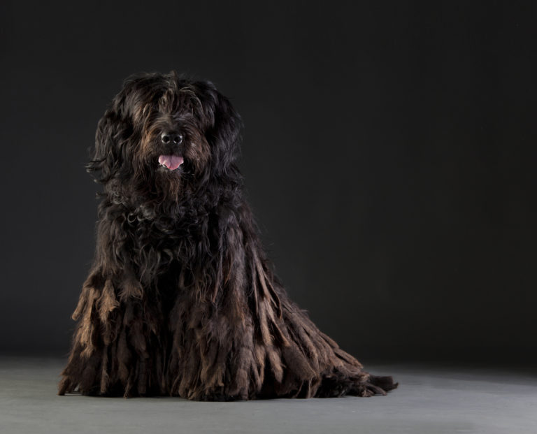 Bergamasco