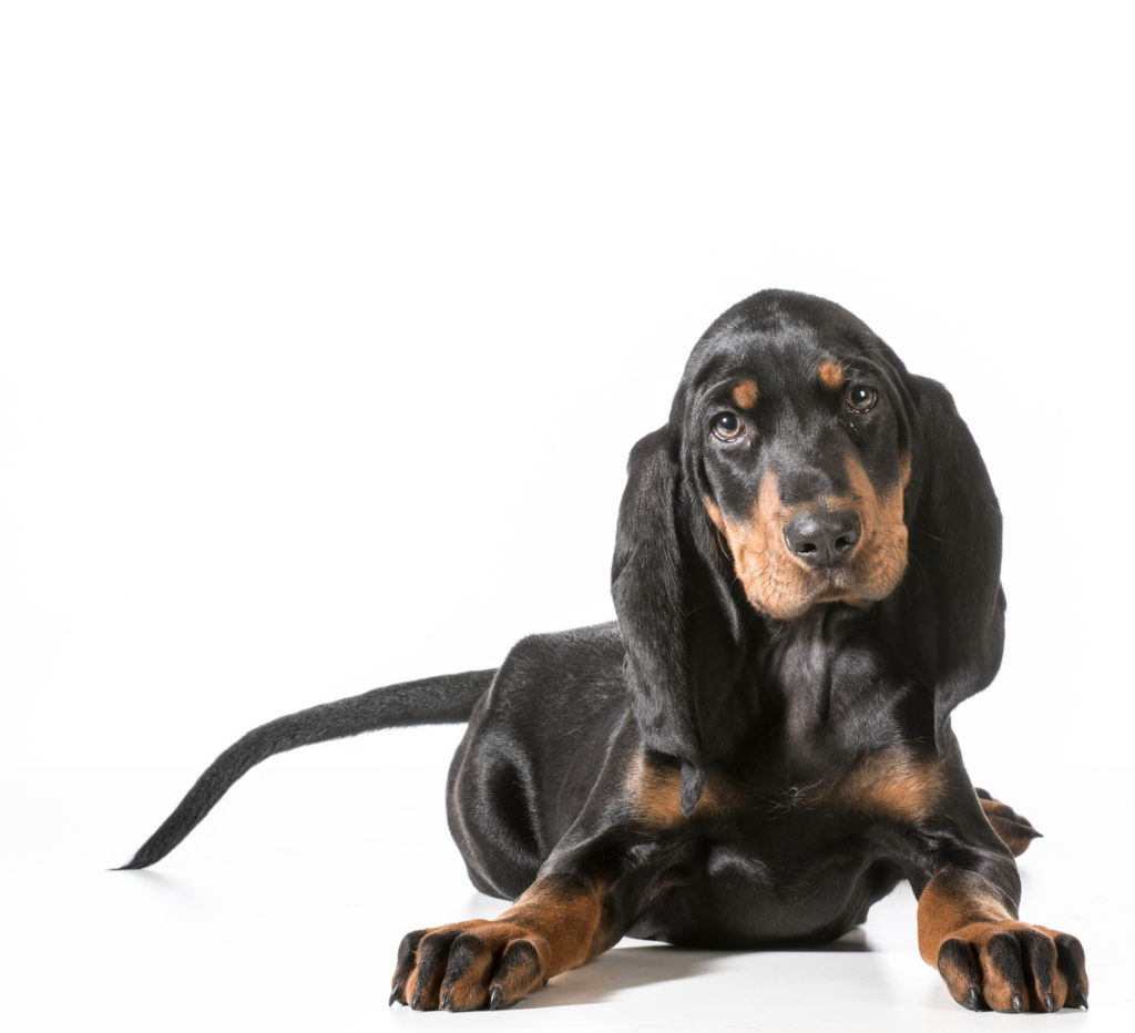 Black and tan coonhound