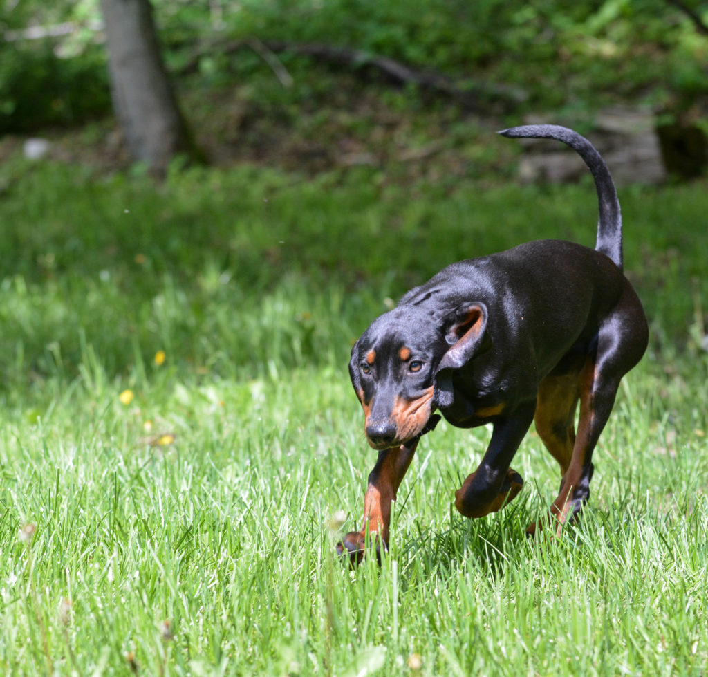 Black and tan coonhound