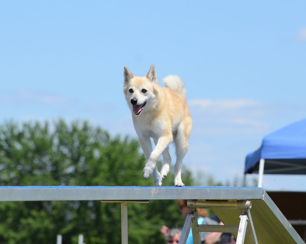 Buhund noruego