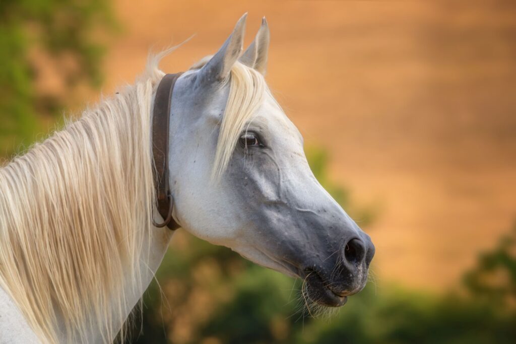 Caballo árabe