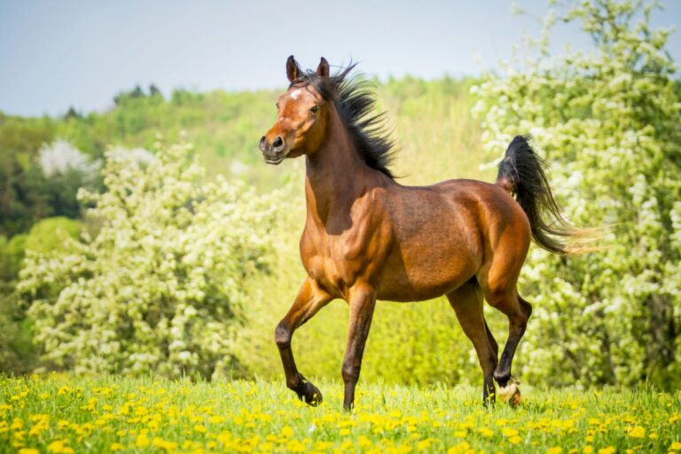 Caballo árabe