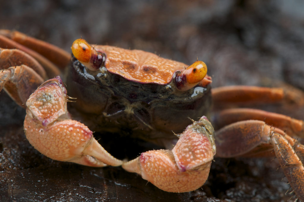 Cangrejos en el acuario