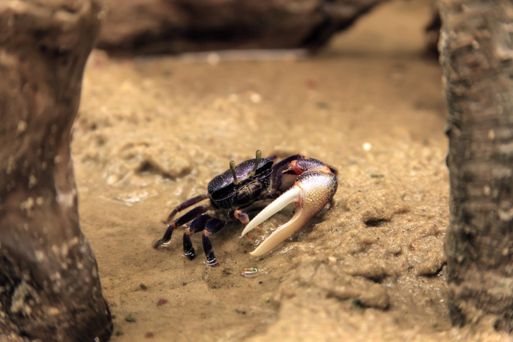 Cangrejos en el acuario