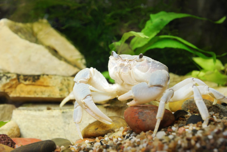 Cangrejos en el acuario