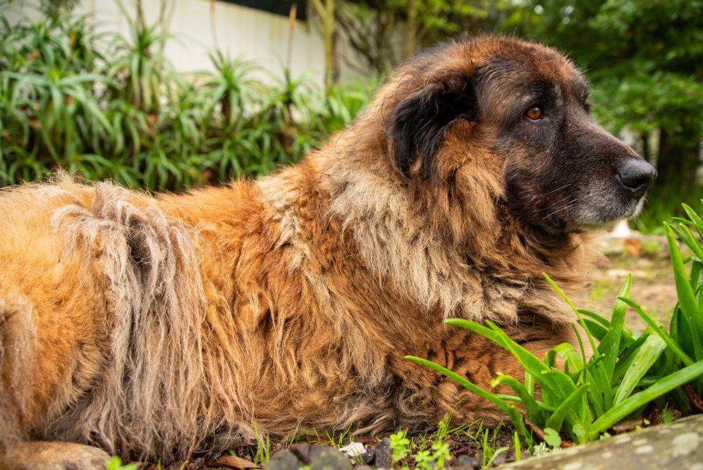 Cão da Serra da Estrela