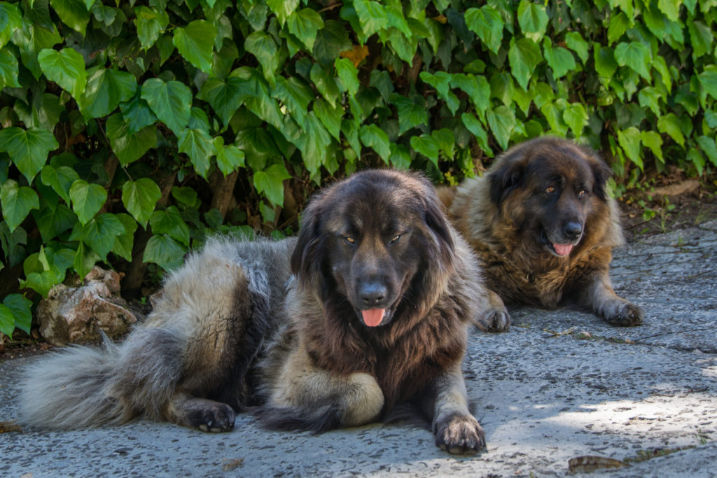 Cão da Serra da Estrela