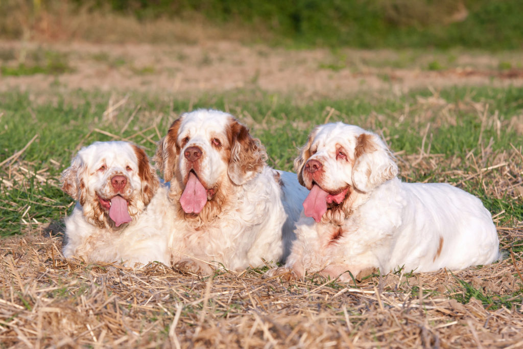 Clumber spaniel