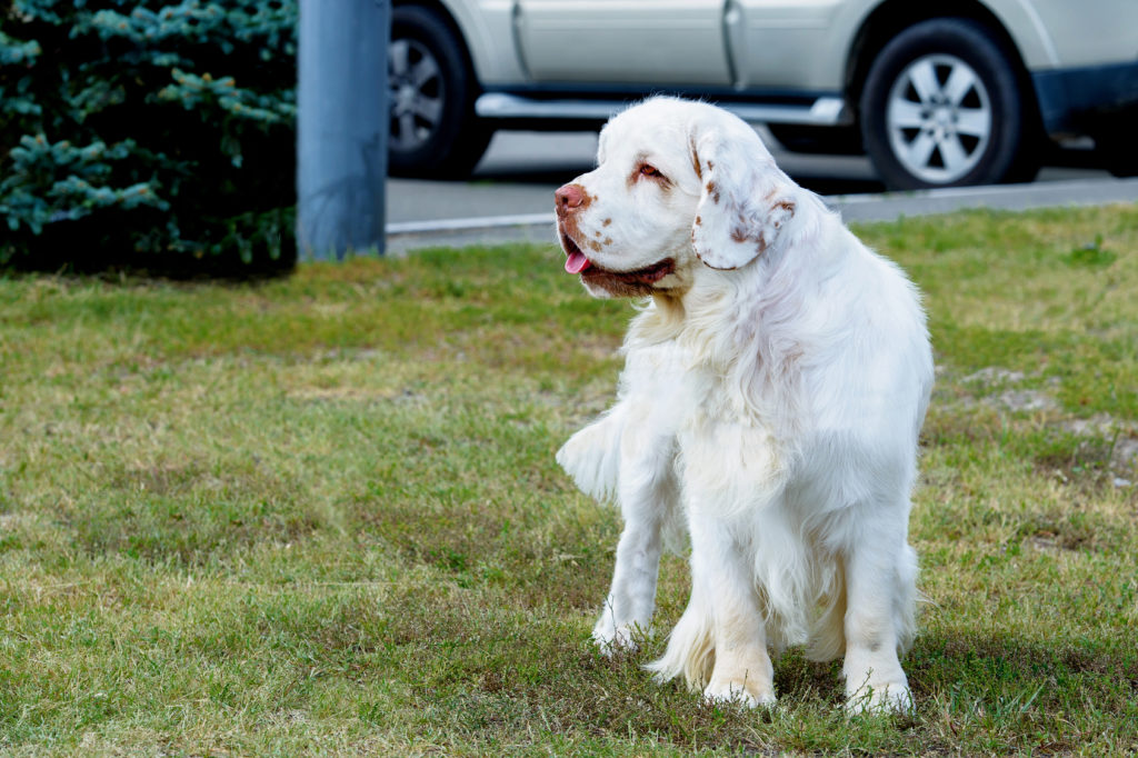 Clumber spaniel