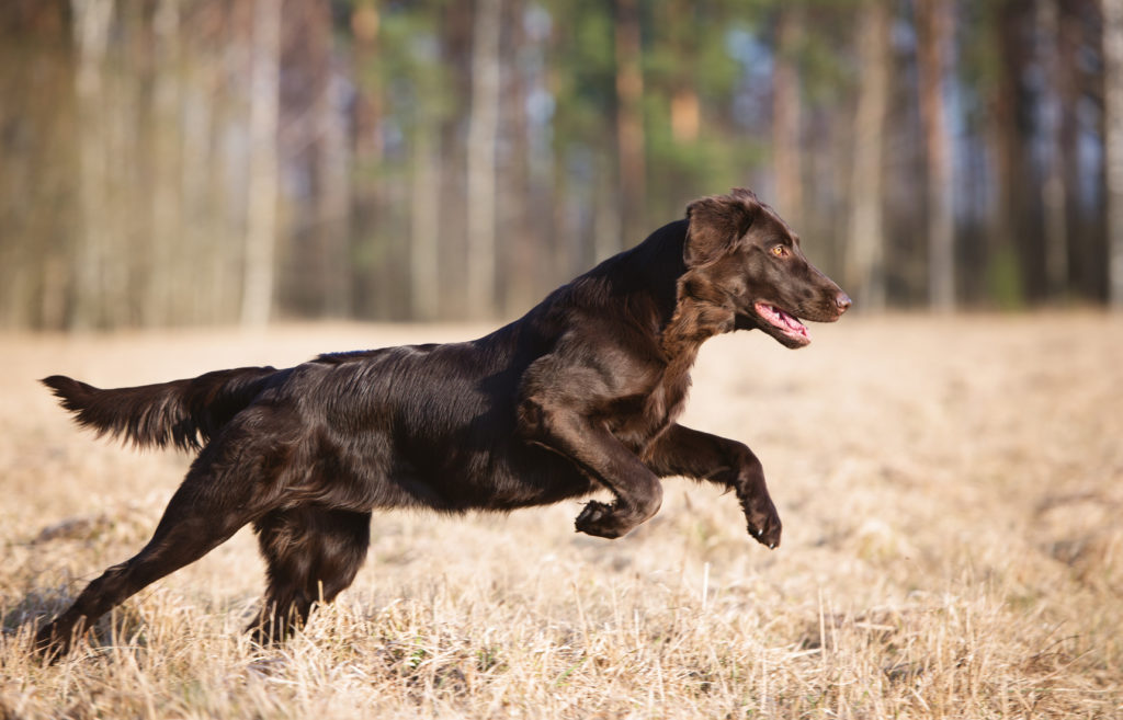 Flat coated retriever (cobrador de pelo liso)