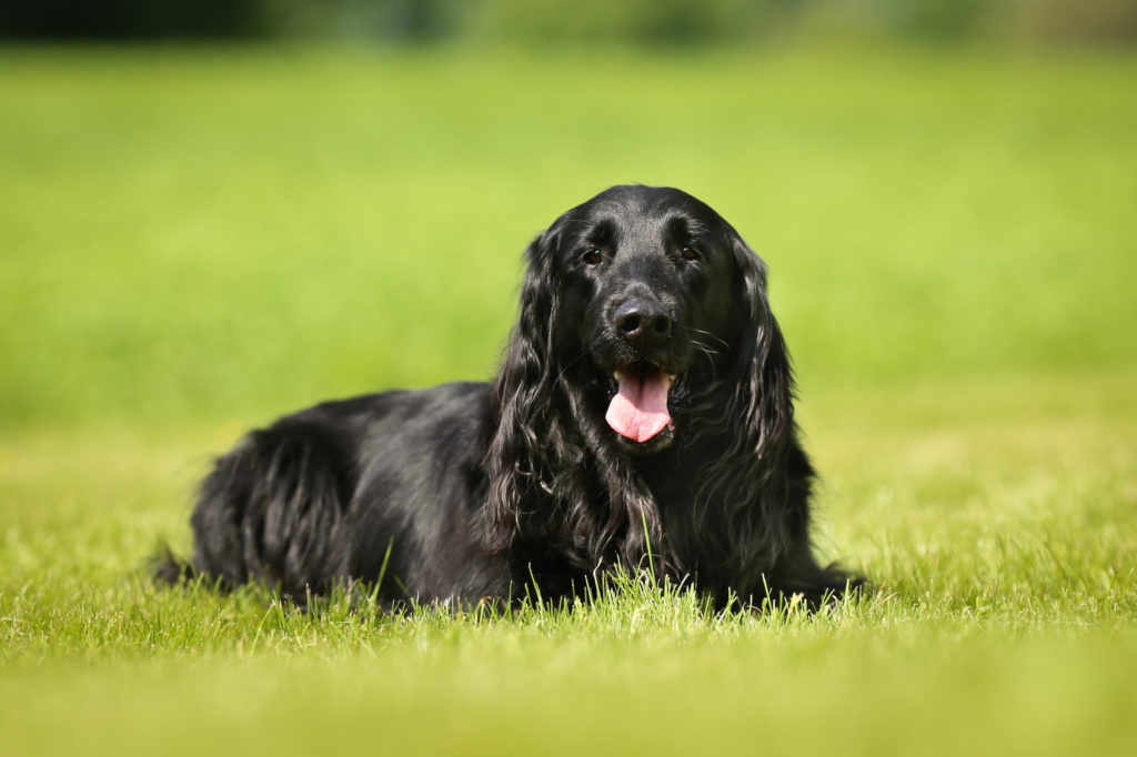 Flat coated retriever (cobrador de pelo liso)