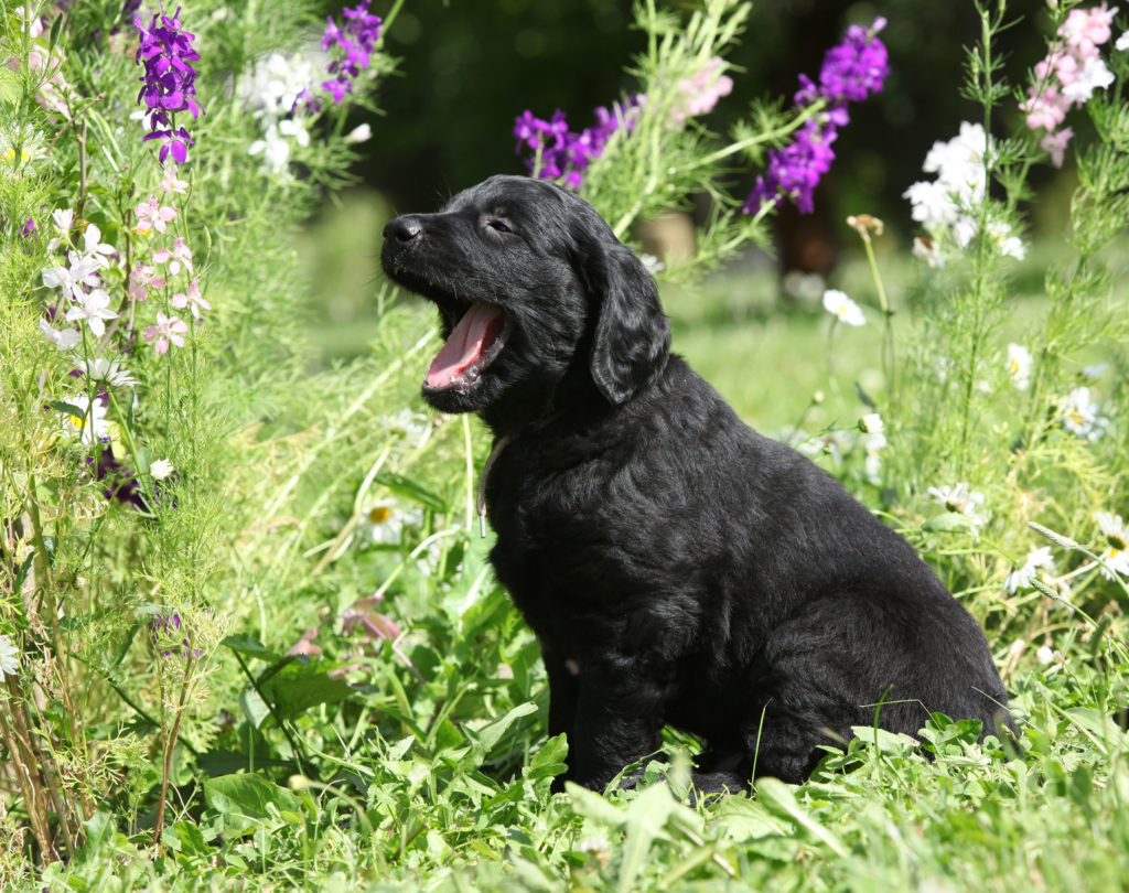 Flat coated retriever (cobrador de pelo liso)