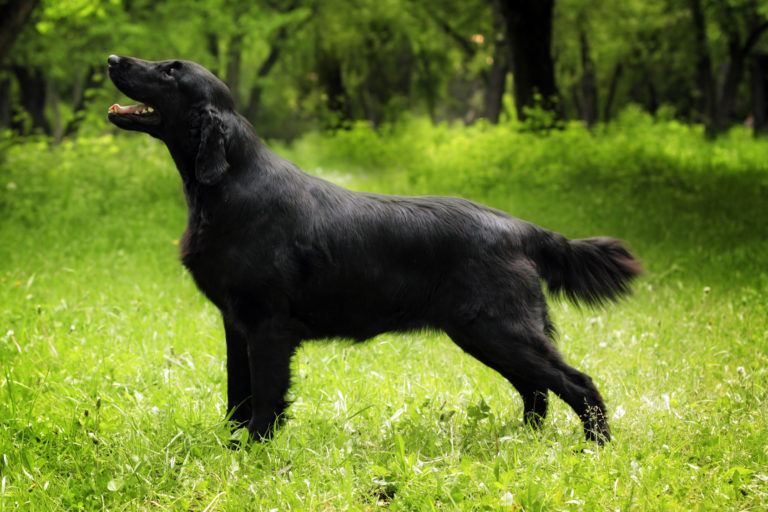 Flat coated retriever (cobrador de pelo liso)