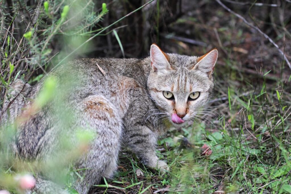 Gato del desierto