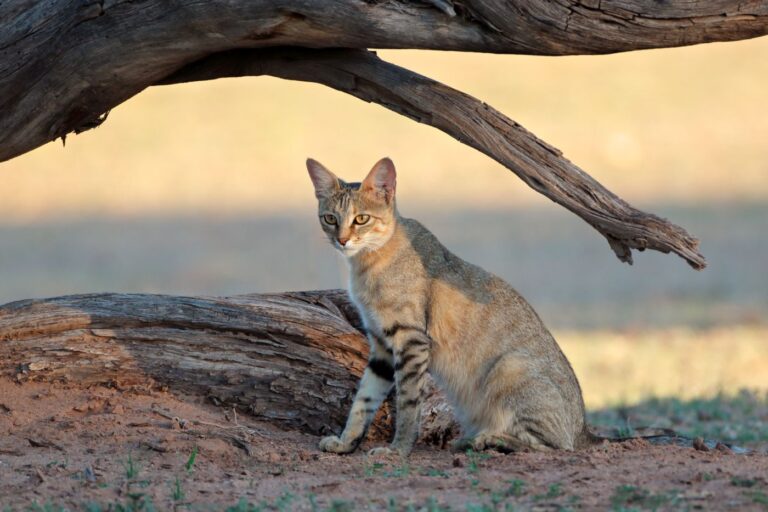 Gato del desierto