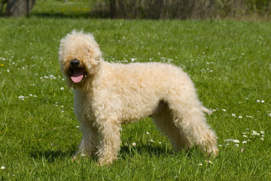 Irish soft coated wheaten terrier