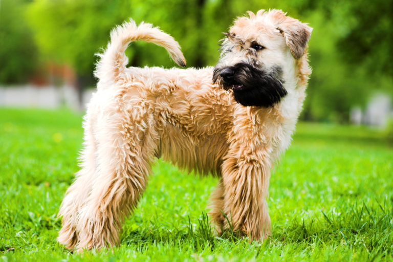 Irish soft coated wheaten terrier