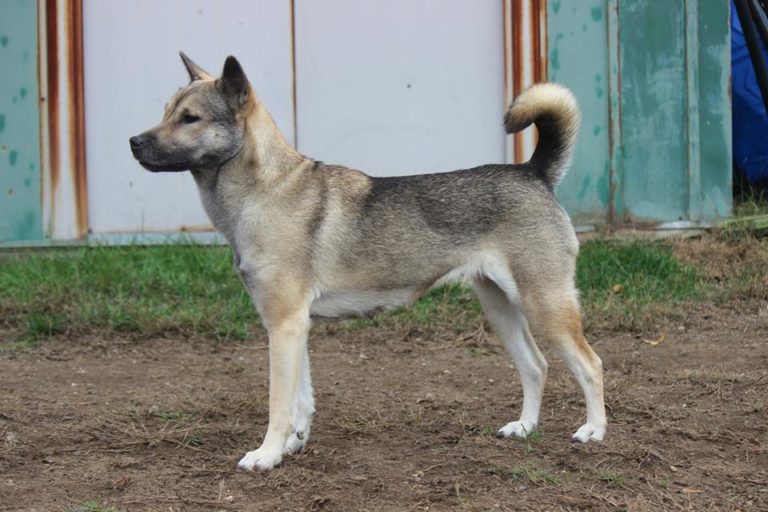 Kishu