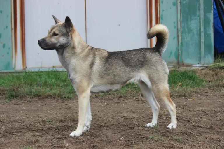 Kishu
