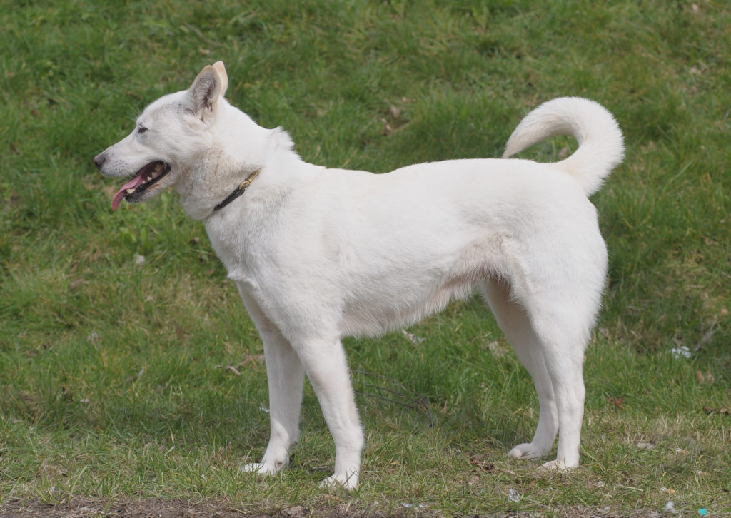 Korea jindo dog (perro de Chindo)